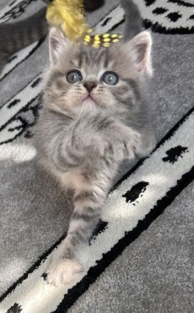BKH/ BLH kitten