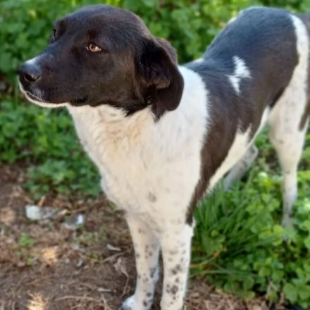 Hündin NAMI, weiblich in Griechenland