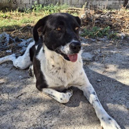 Hündin NAMI, weiblich in Griechenland