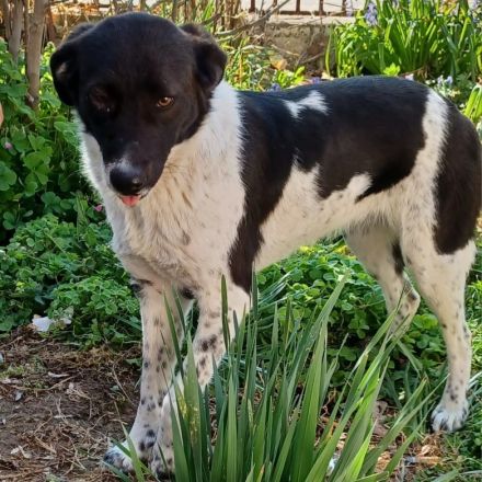 Hündin NAMI, weiblich in Griechenland