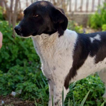 Hündin NAMI, weiblich in Griechenland