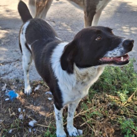 Hündin NAMI, weiblich in Griechenland