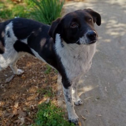 Hündin NAMI, weiblich in Griechenland