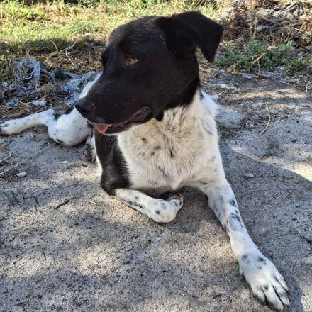 Hündin NAMI, weiblich in Griechenland