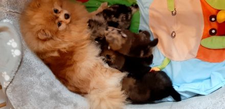 Reinrassiger Pom-Zwergspitz Rüde mit AT, 6 Monate