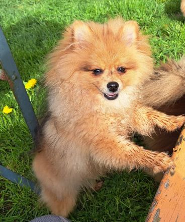 Reinrassiger Pom-Zwergspitz Rüde mit AT, 6 Monate
