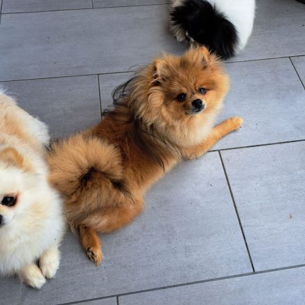 Reinrassiger Pom-Zwergspitz Rüde mit AT, 6 Monate