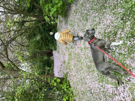 american staffordshire terrier