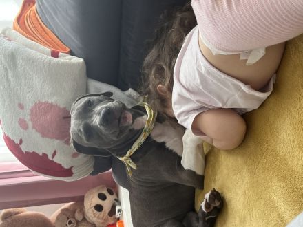 american staffordshire terrier