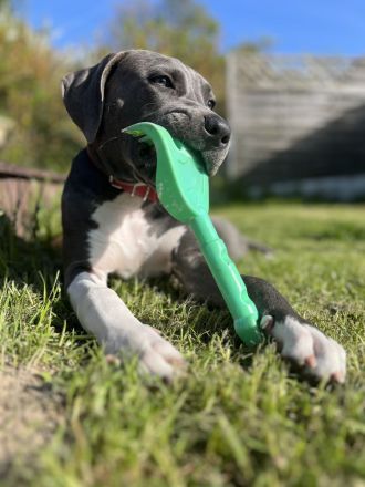 american staffordshire terrier