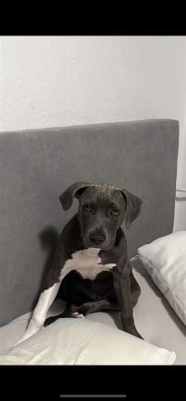 american staffordshire terrier