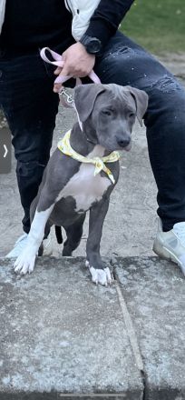 american staffordshire terrier