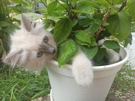 Heilige Birma Kitten nur noch zwei Kater und zwei Kätzinnen zum Reservieren