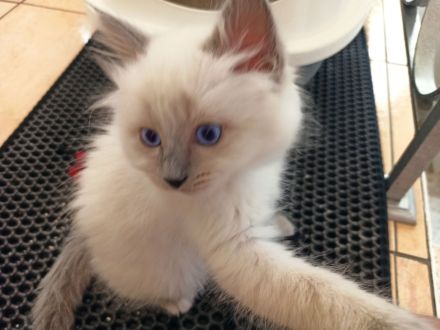 Heilige Birma Kitten nur noch zwei Kater und zwei Kätzinnen zum Reservieren