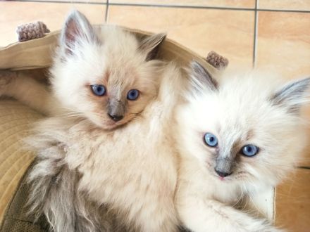 Heilige Birma Kitten nur noch zwei Kater und zwei Kätzinnen zum Reservieren
