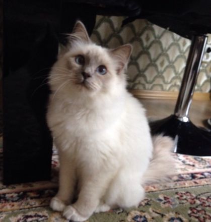 Heilige Birma Kitten nur noch zwei Kater und zwei Kätzinnen zum Reservieren