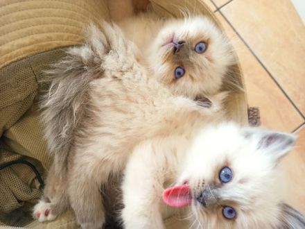 Heilige Birma Kitten nur noch zwei Kater und zwei Kätzinnen zum Reservieren