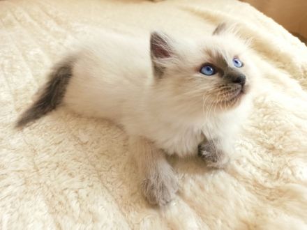 Heilige Birma Kitten nur noch zwei Kater und zwei Kätzinnen zum Reservieren