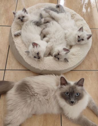 Heilige Birma Kitten nur noch zwei Kater und zwei Kätzinnen zum Reservieren