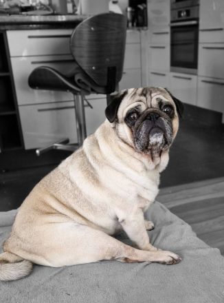 Reinrassige und freiatmende Mopswelpen