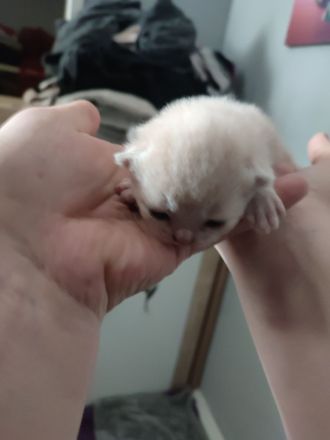 Wunderschöne BKH Kitten