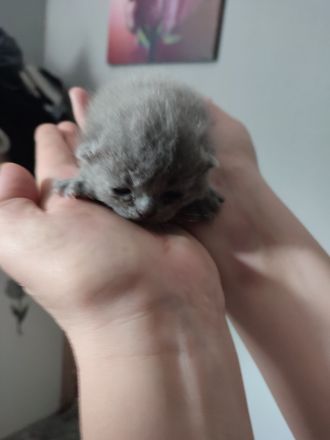 Wunderschöne BKH Kitten