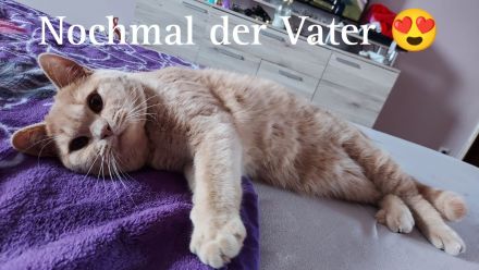 Wunderschöne BKH Kitten