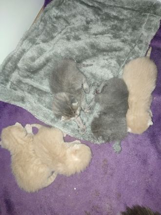 Wunderschöne BKH Kitten