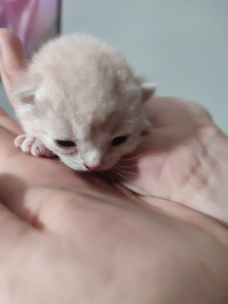 Wunderschöne BKH Kitten