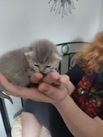 Wunderschöne BKH Kitten