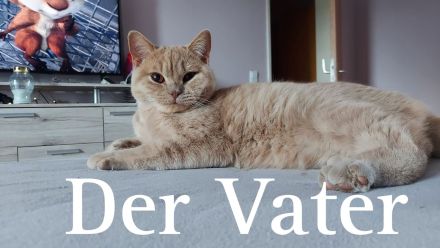 Wunderschöne BKH Kitten