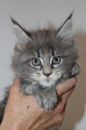 Maine Coon Kitten