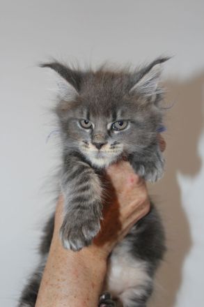 Maine Coon Kitten