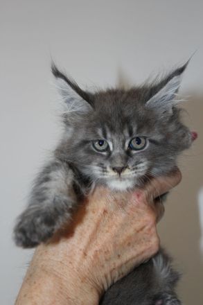 Maine Coon Kitten