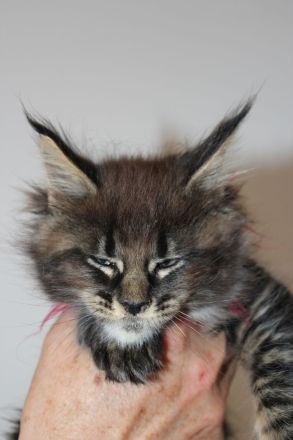 Maine Coon Kitten