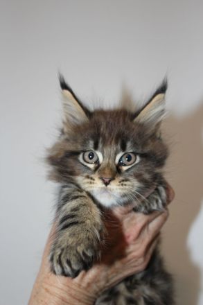 Maine Coon Kitten