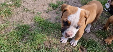 Boxer-American Bulldog Mix