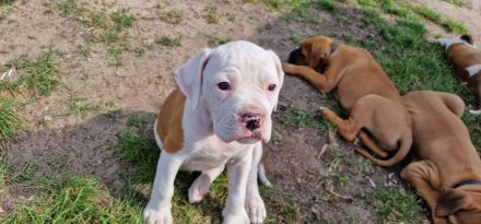 Boxer-American Bulldog Mix