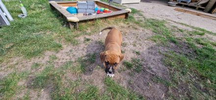 Boxer-American Bulldog Mix