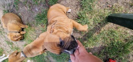 Boxer-American Bulldog Mix