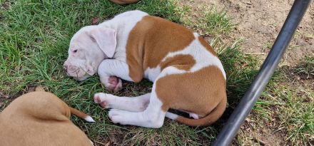 Boxer-American Bulldog Mix
