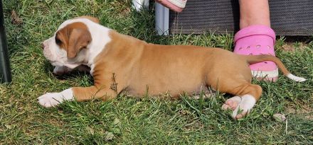 Boxer-American Bulldog Mix