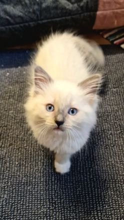 Ragdoll Kitten