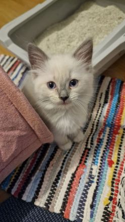 Ragdoll Kitten