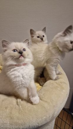 Ragdoll Kitten