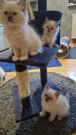 Ragdoll Kitten