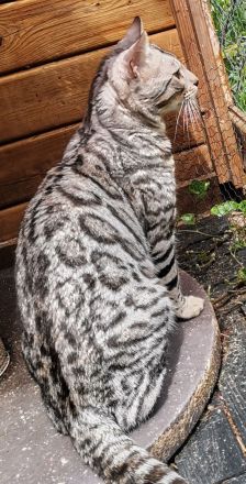 Silver Rosetted bengal Kater - zur zucht geeignet