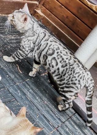 Silver Rosetted bengal Kater - zur zucht geeignet