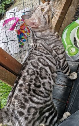 Silver Rosetted bengal Kater - zur zucht geeignet