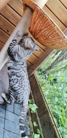 Silver Rosetted bengal Kater - zur zucht geeignet